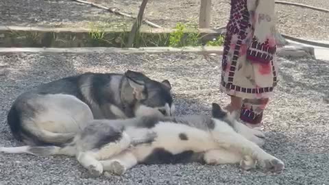 Baby vs dog