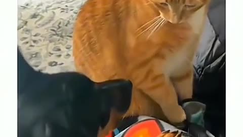 Funny Dogs And Cats Videos 2024 😅 - Best Funniest Animal Videos Of The week #6