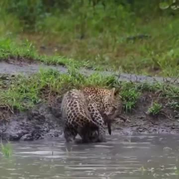 “I finally caught my first prey, mommy will be so proud” 😂