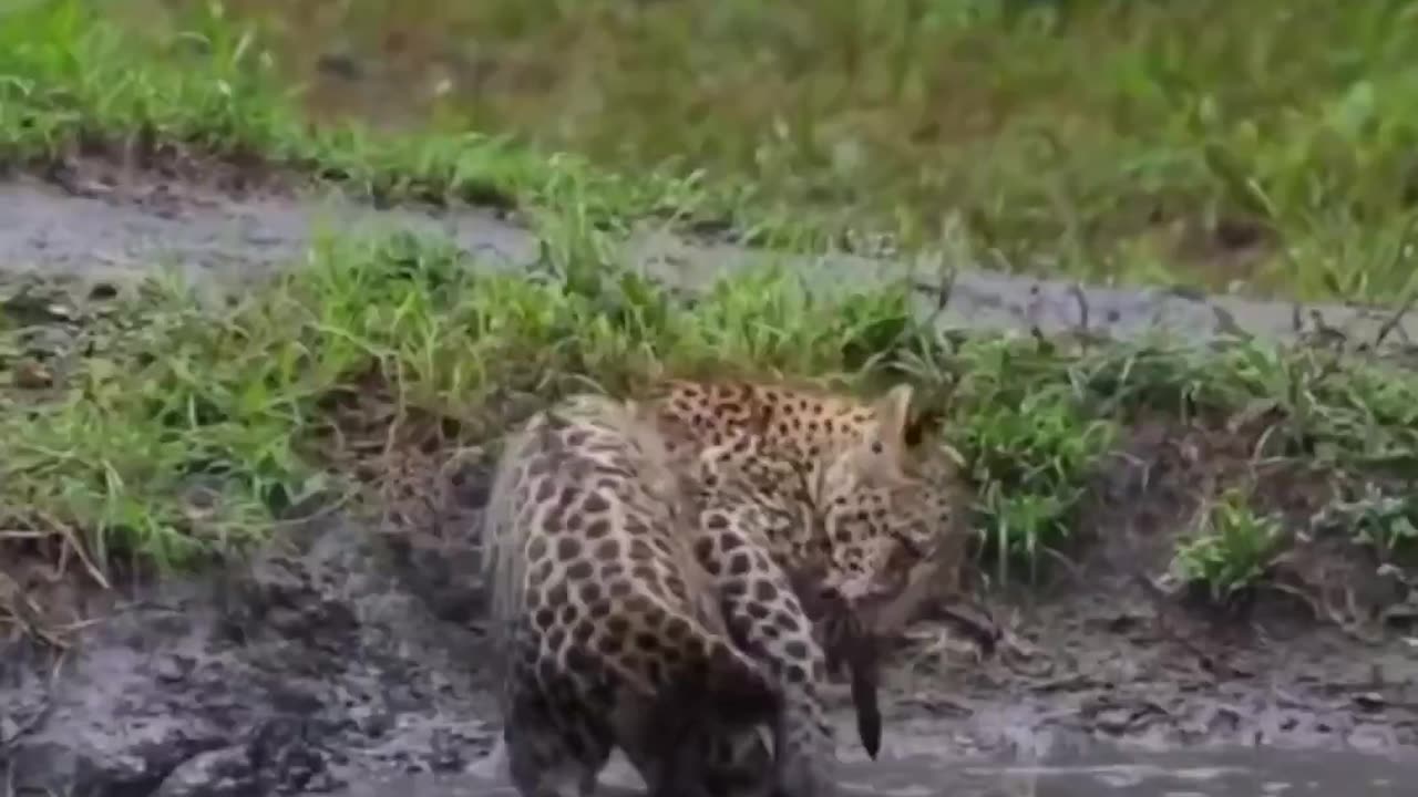 “I finally caught my first prey, mommy will be so proud” 😂