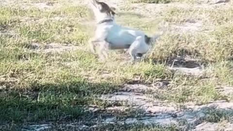 smart dog