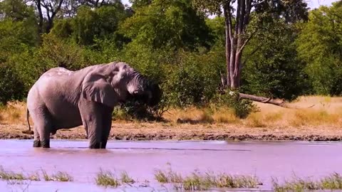 Animals Plays