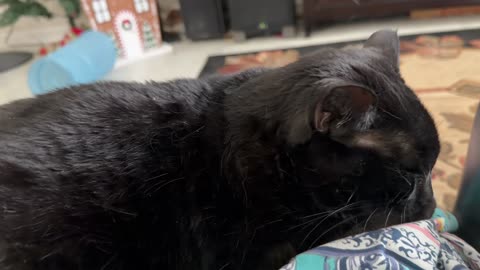 Cute Precious Piper Gets Ready For a Nap - My Adopted Shelter Cat Vlog