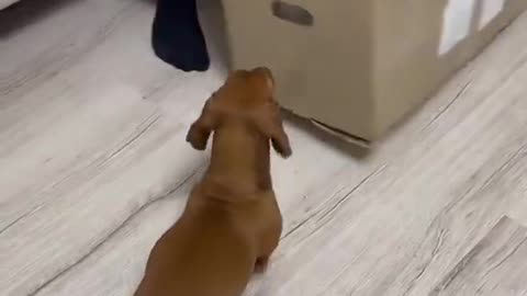 Woe Day 45. I am in the ark. Waiting for GOD to open the Door for a spring/summer Pentecost rapture