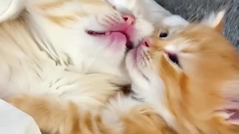 Cute Sleeping Kitten 😴 | Relaxing Cat Video That Will Melt Your Heart #shorts