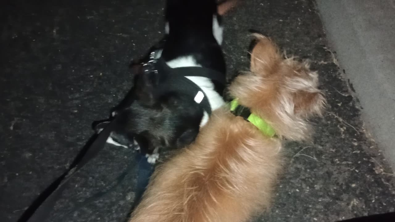 Kiko ChaCha Chiquis doggie walk Chiquis low barks if she's nervous Reassure her in my lap2025916809