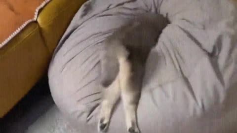 Kitten kitten charge forward