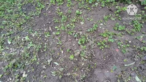 Day12 2025 June 7, this area should be rid of weeds tomorrow. (Spoiler the beans got planted June11)
