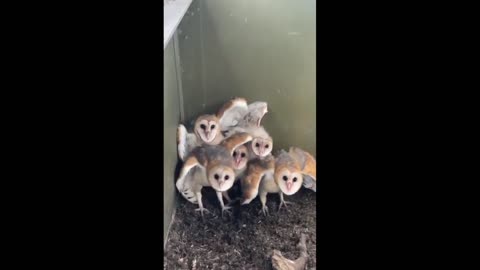 Daddy Goat 24/7 - Out Of Context Memes & Videos