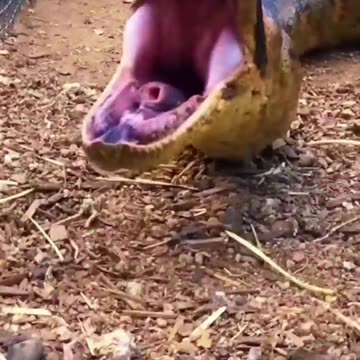 Amazing Animal Growth Journey #animals #funny #cute