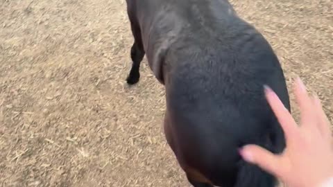 🐴🍑 3 Week Old Colt is Serious About Bum Scritches! | FunFM