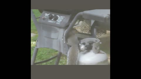 For The Birds - Brian And Brian