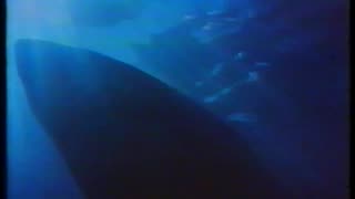 Movie trailer for Jaws (1975)