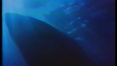 Movie trailer for Jaws (1975)