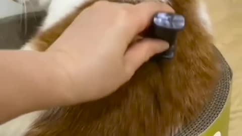 Funny and cute cats kittens🐱🐱
