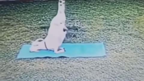 Master Yoga Goat