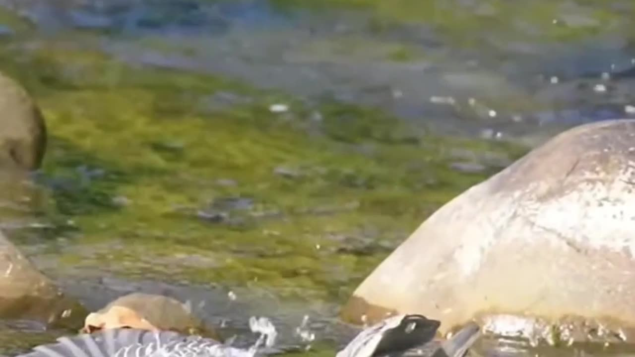 HERON SWALLOW A WHOLE FISH