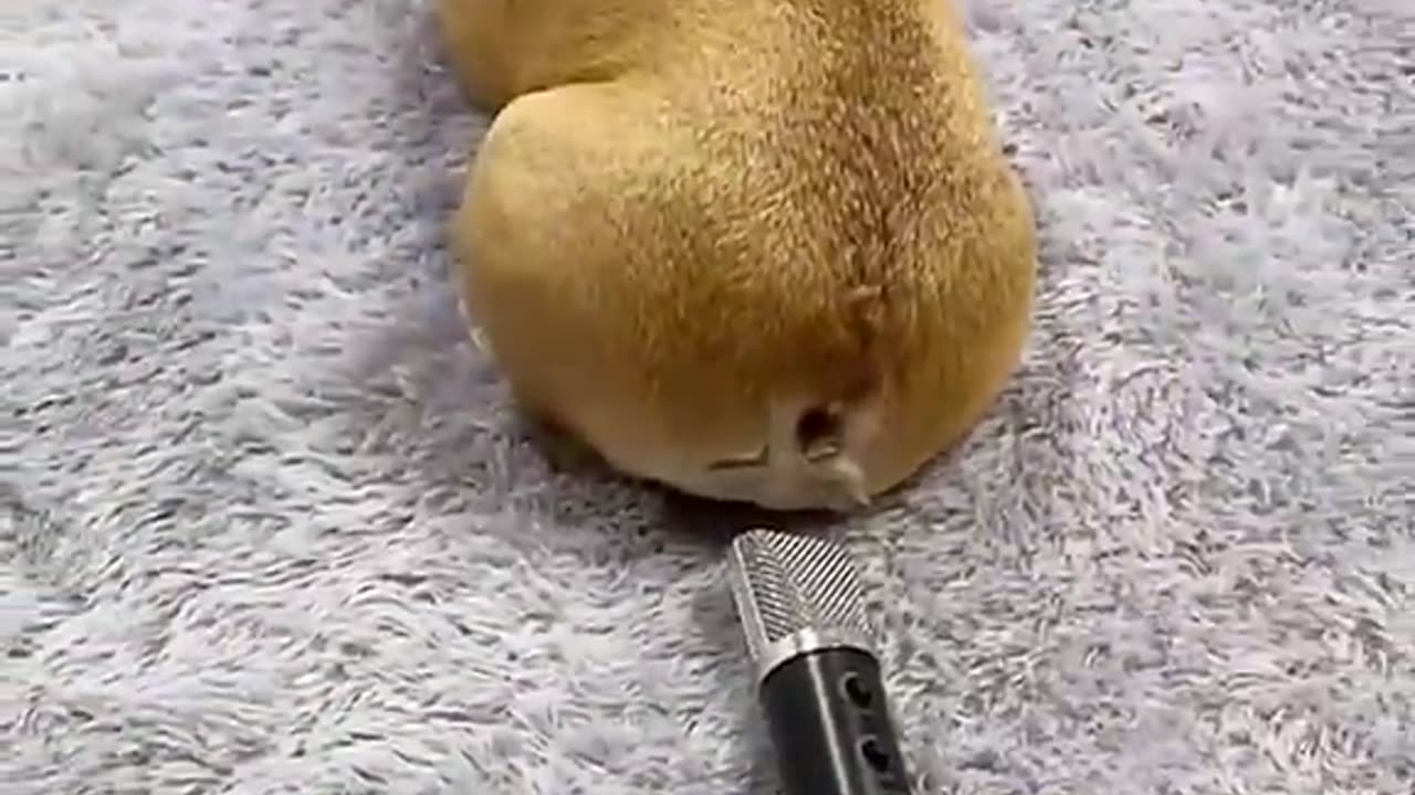 Fart Sound Effect | Puppy Fart Sound Funny Video
