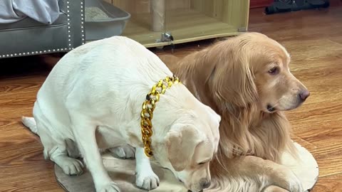 资深防诈老狗狗 Experienced Fraud Detection Dog