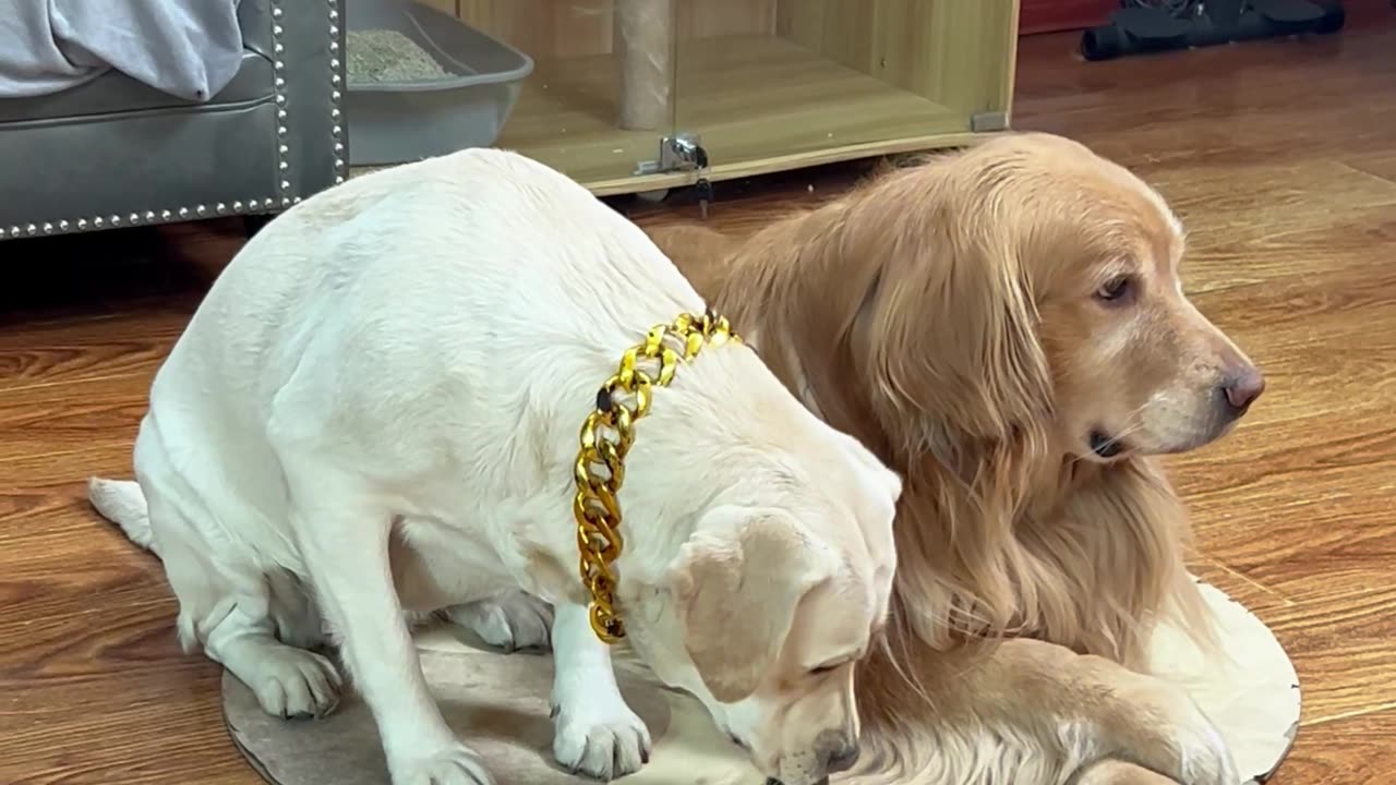 资深防诈老狗狗 Experienced Fraud Detection Dog