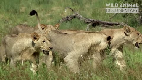 Queen of the Wild: Lioness Fights for Her Throne