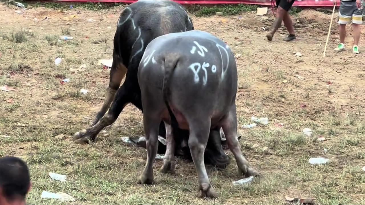 National Bullfighting Culture