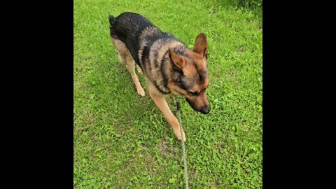 Virgil the service dog.