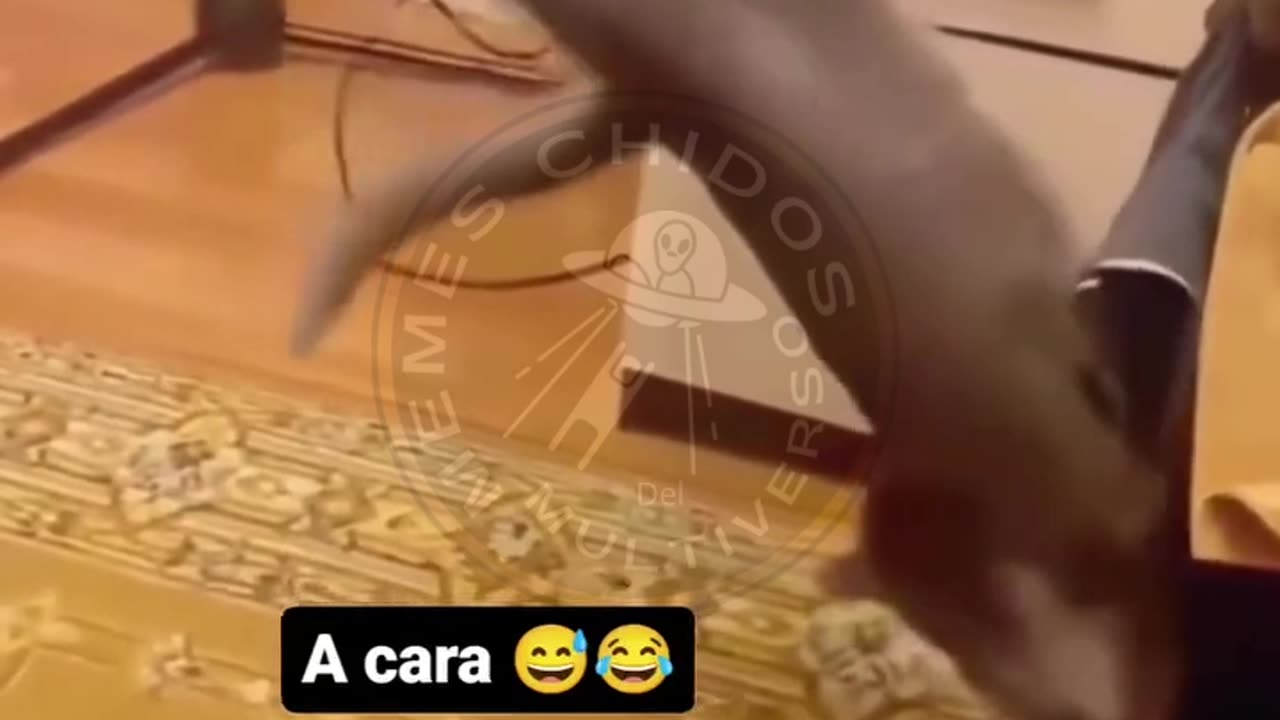 cat falls epically