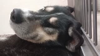 Lou Conter-husky-adored lovin 2y A836585 Laiza-burgundy 7y A664278 kennel 184 PACC shelter2025824228