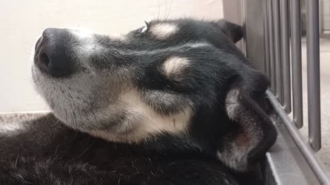 Lou Conter-husky-adored lovin 2y A836585 Laiza-burgundy 7y A664278 kennel 184 PACC shelter2025824228