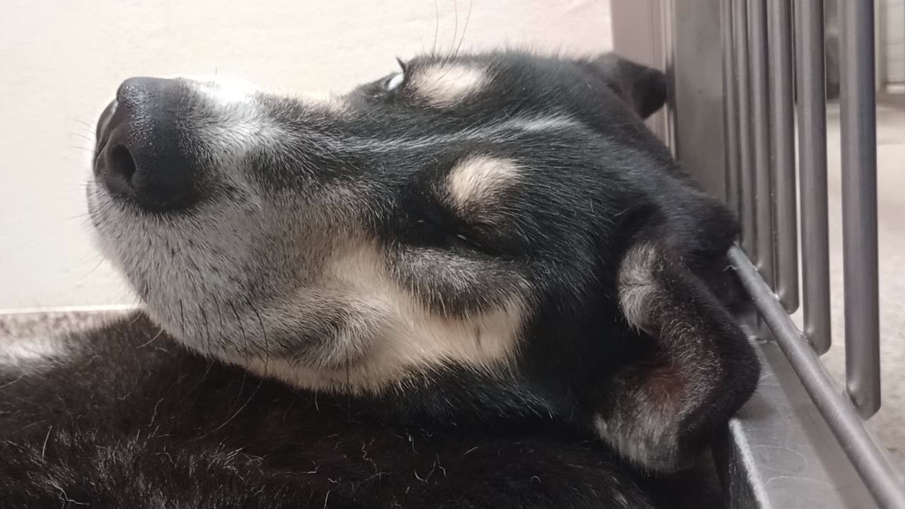 Lou Conter-husky-adored lovin 2y A836585 Laiza-burgundy 7y A664278 kennel 184 PACC shelter2025824228