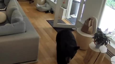 MEANWHILE IN CANADA: Pomeranian chases off a bear who strolled into a home in Vancouver 🐻🐩