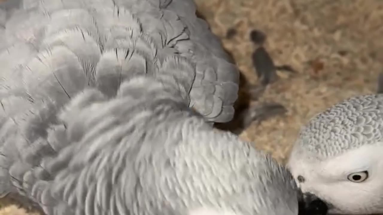 Funny parrot fun with new baby