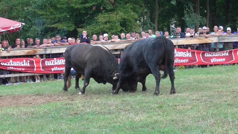Peran od Ramljaka vs Balkanac od Dubice Lisovići 2025