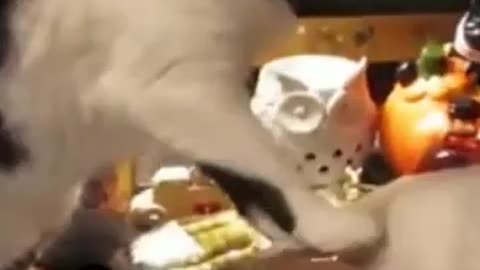funny video
