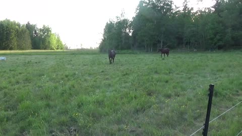 Horses at the S4S homestead