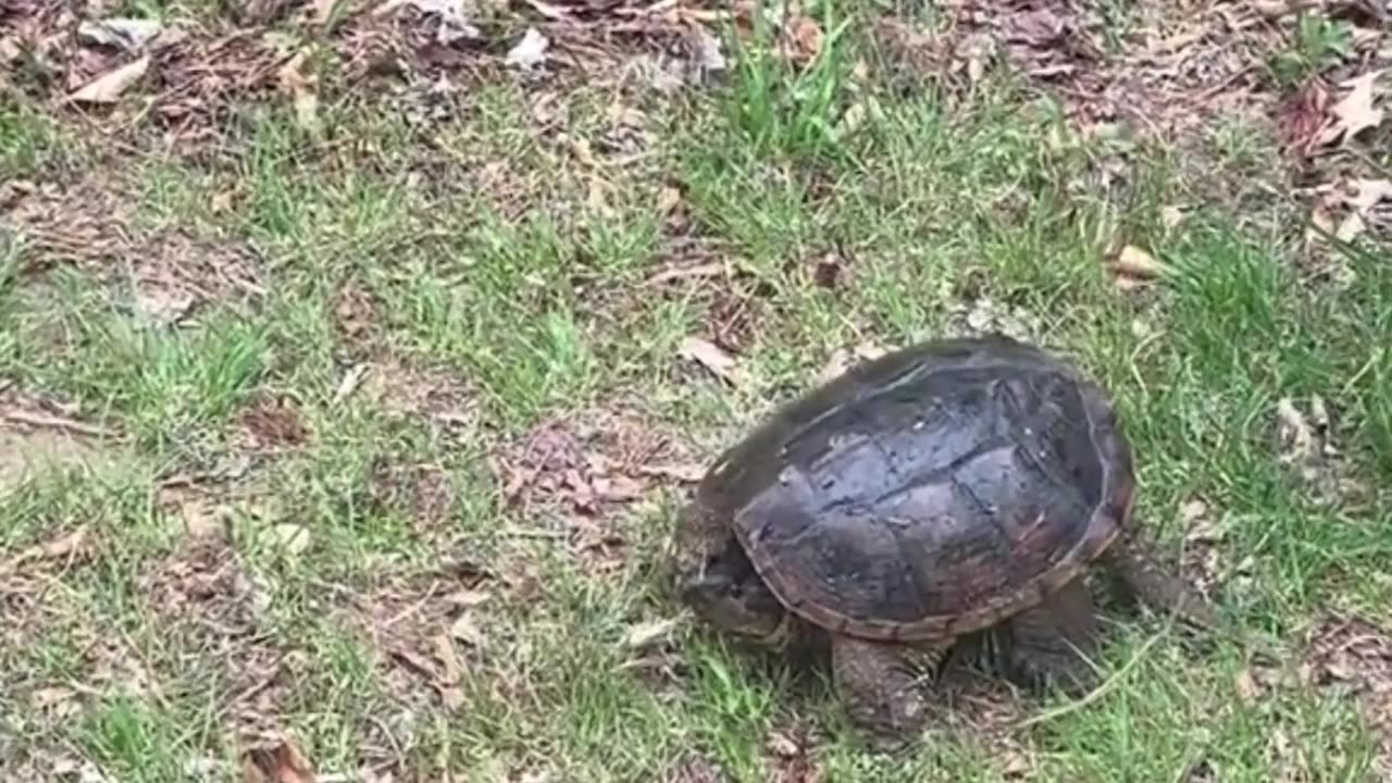 Look at this cute turtle