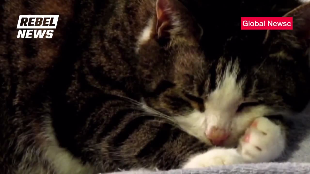 First the chickens, then the ostriches, then the cattle…then your pets 🐈 🐶.