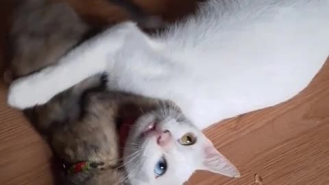 My Khao Manee Cat and My Rescued Kitten