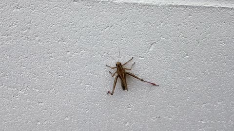 Grasshopper
