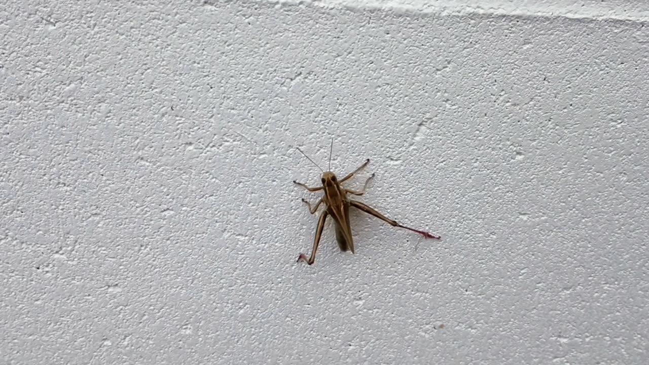 Grasshopper