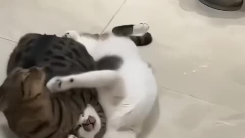 Funny Pet Wrestling Moments