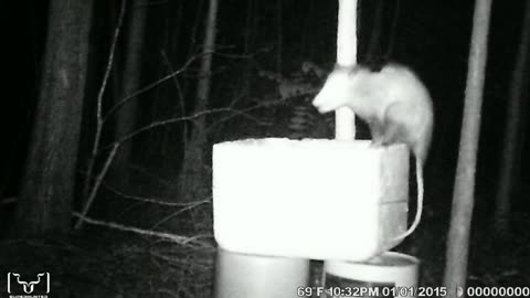 Just an Opossum....