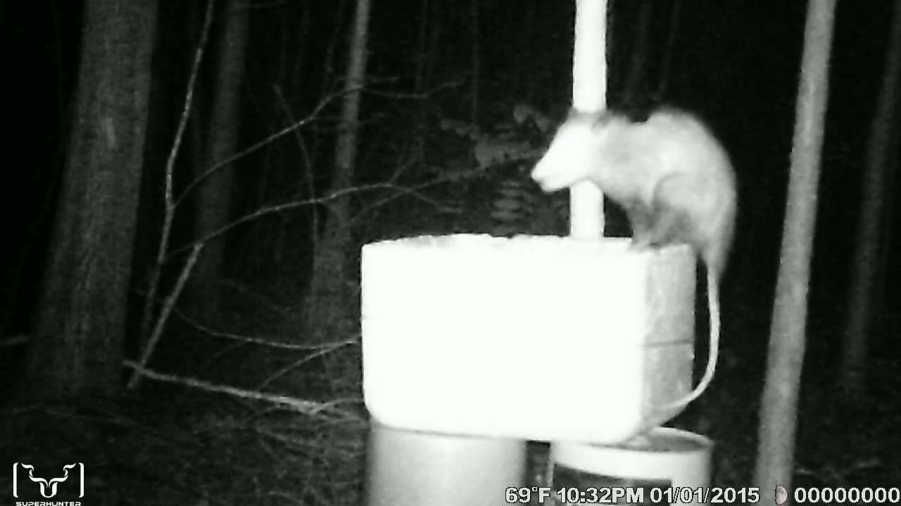 Just an Opossum....