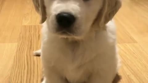 Fun Animals