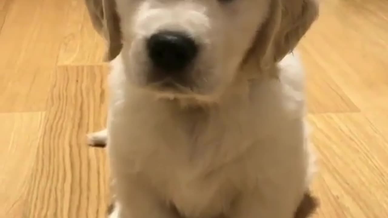 Fun Animals