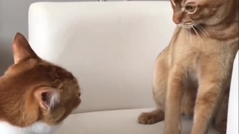 A boxing cat