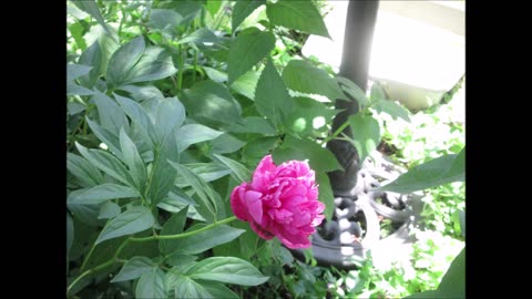 Compassion Peony June 2023