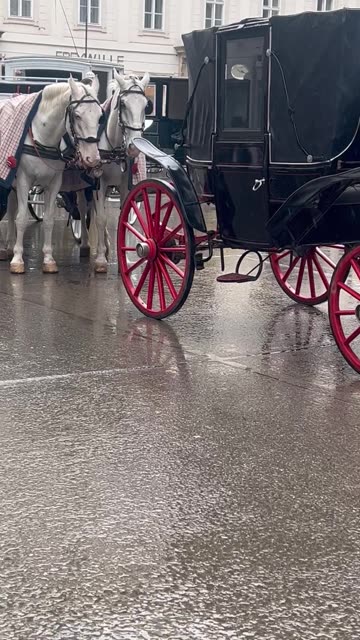 A line up to admire. Gallop, trot and neighing.