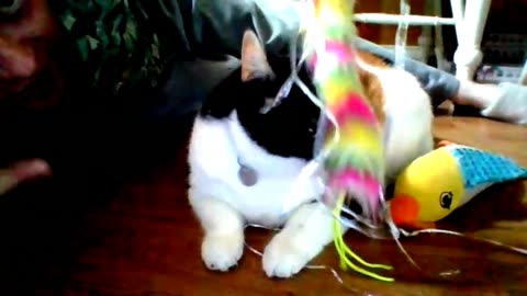 THE ADVENTURES OF PEBBLE THE REBEL!! (1080p).mp4-